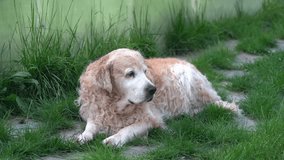 Golden retriever dog lying on the green grass, looking around. Background with copy space, can be used for your video.