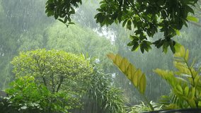 Heavy rain falls in the garden