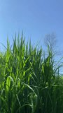 Green spring grass and blue sky. Vertical video.
