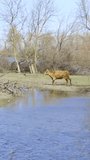 Vertical video, semi-wild bull quickly run along the island among the bushes in the alluvial valley at Danube delta, Slow motion