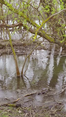 Vertical video, Spring flood, floodplain forest in the river delta, Panorama, Landscape with flooded trees.
