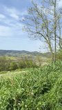 Vertical video of italian countryside with vineyards and sunny meadows on the hills.