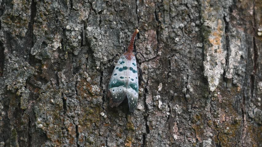 Zooming in showing this Pyrops ducalis Lantern Bug resting on the bark while other insects are seen moving, Thailand Royalty-Free Stock Footage #3481951031