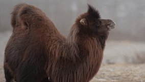 Double Humpad wild camel  
A small population of bactrian camel exists in the Nubra valley of Ladakh India 

Raw Footages for Colour Grading