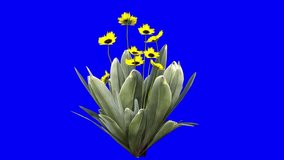 3D frailejon flower with wind effect on blue screen 3D animation. You can easily key out (remove) the blue screen with just one click using any video editor.