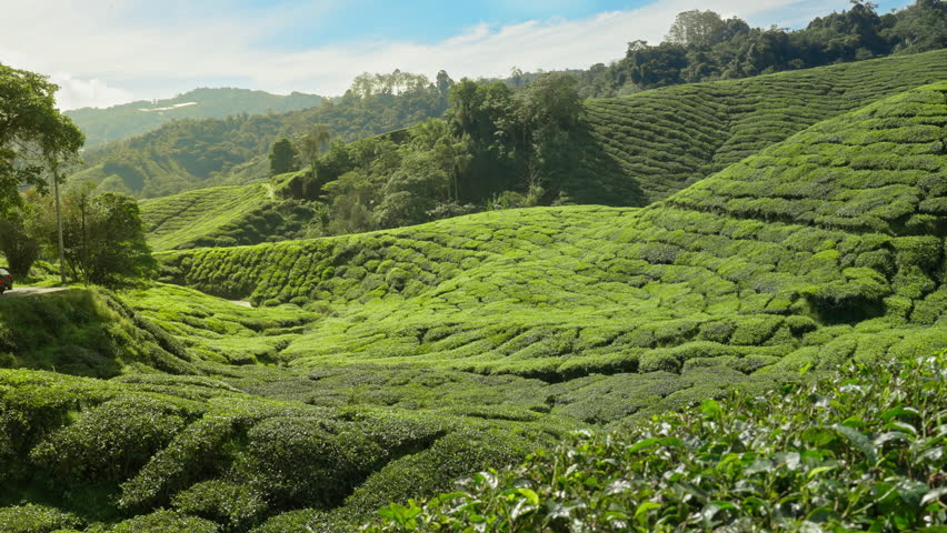 Parallax movement across sprawling hilly tea plantation during a sunny early morning in the Cameron Highlands, Malaysia