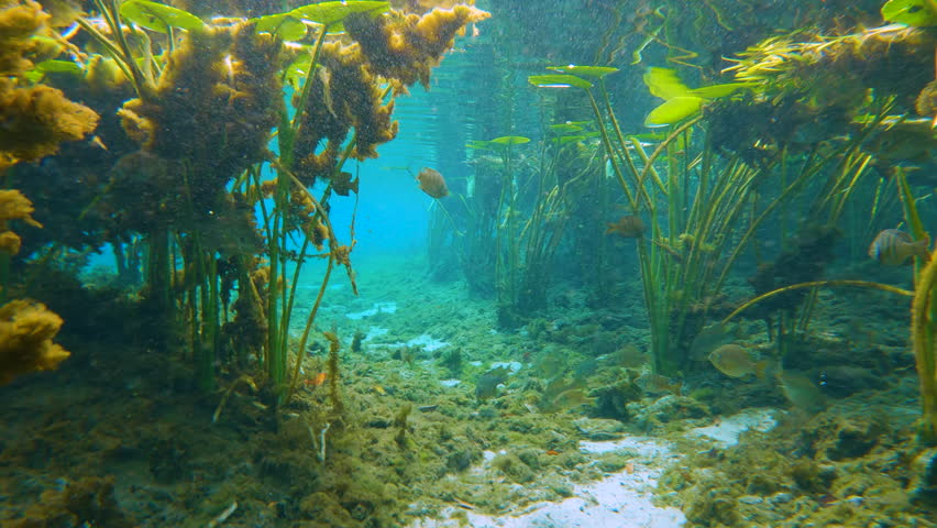 Florida springs nature. Underwater wildlife with fresh water vegetation and wild fish. Beautiful tropical landscape.