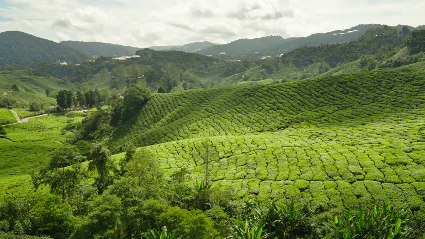Panoramic overview of rolling hills on a tea field plantation in Cameron Highlands, Malaysia, Southeast Asia