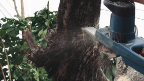 Professional lumberjack cuts tree with a chainsaw in a woods, Deforestation, Cutting logs use chainsaw. Cutting tree. lumber log tool firewood