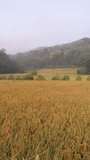 View of rice fields ready for harvest at countryside in Yogyakarta, Indonesia. Rice turns yellow as a sign that it is ready to harvest in terraced rice fields. 4k videos. Vertical video.