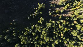 4k Aerial drone video footage of a beautiful forest lake captured in summer time 