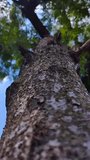 video of a view of a tree trunk and blue clouds, video taken close up from the bottom angle