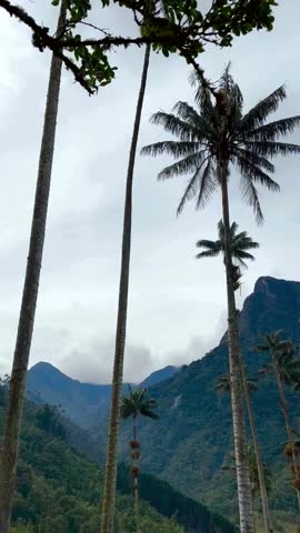 Captured on a sunny day palm tree