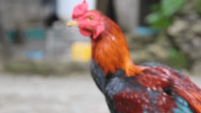 Video blur, Red-headed and black-bodied native chicken with blurred background