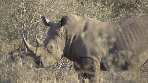 Scene of an endangered Rhino walking in the bush