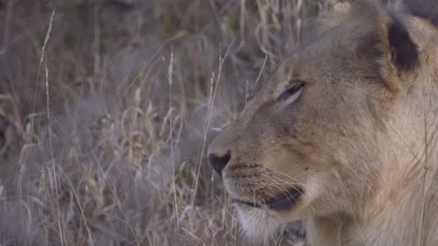 A profile view of a lion resting