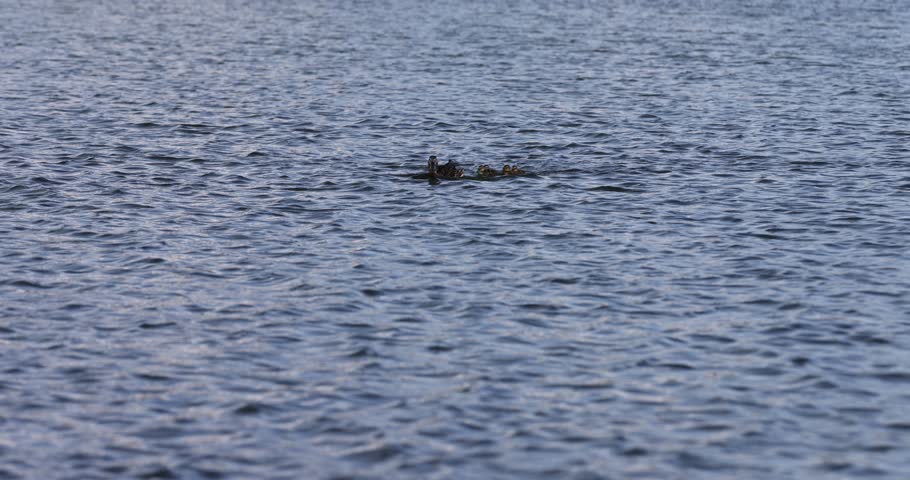 a duck with small ducklings swims on the lake in the summer, young little ducklings with their mother duck on the lake