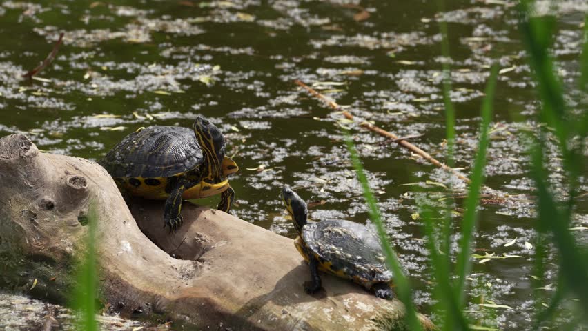 turtle on the tree log. 4 k video