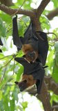 Fruit bats hanging upside down on a branch (Lyle's flying fox or Pteropus lylei) in Thailand. High definition shot at 4K, Slow motion vertical video footage.