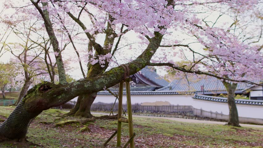 The arrival of spring in Japan, Kyoto cherry blossoms in full bloom, sakura in Kyoto Japanese garden. Japanese traditional castle with cherry trees 