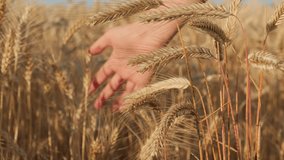 Farmer works in wheat field at sunset, touching yellow ears of wheat with his hands. Grain of wheat in ears. Agricultural business, Farmers hand touches ears of wheat in field, inspecting his harvest - Powered by Shutterstock - Get 15% off with code: PIKWIZARD15