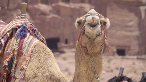 Funny view as camel chews cud while looking at camera