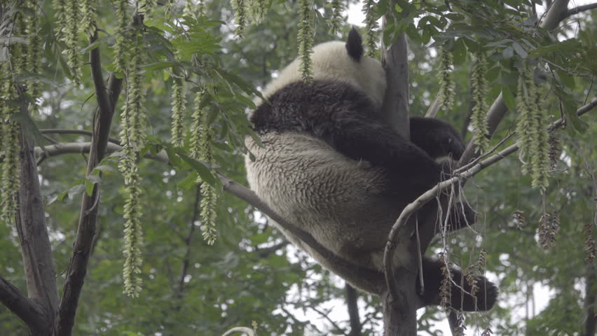 Scene of a Large Panda squeezed in a tree top sleeping