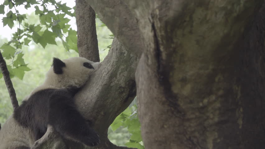 Low angle view of a Panda tree sleeping