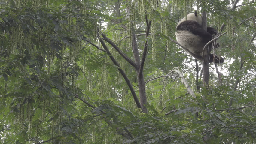 Scene of a Panda sleeping very high up in a tree