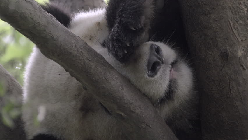 Panda covers its eyes while sleeping in a tree