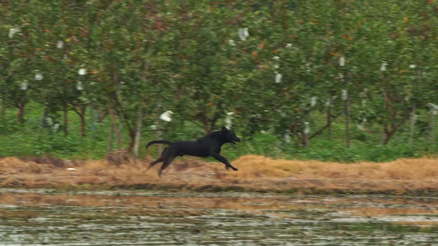 A black stray dog running across the farmlands, chasing a flying crested myna in the countryside, handheld motion tracking shot.