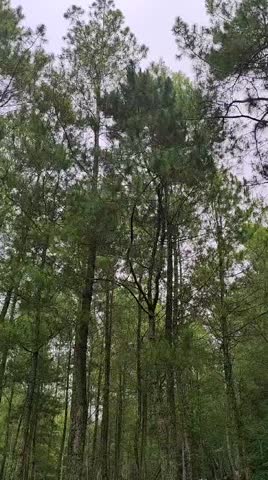 cloudy clouds in the pine forest