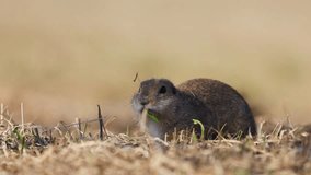 Funny fluffy gopher eats next to the burrow, little ground squirrel or little suslik, Spermophilus pygmaeus is a species of rodent in the family Sciuridae. Syslik in wildlife. Slow motion video