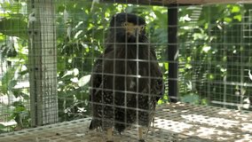 the wood eagle from the forest has alert in this cage to protect