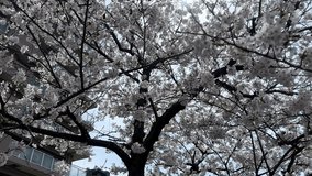Closeup cherry blossomed tree with skyline sunny background sakura japan spring