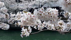 Wide angle sakura cherry blossom white flowers tree with river water background japanese landscape in spring