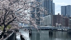 Panoramic river cityscape bridge crossing water channel Japanese spring waterfront location with sakura cherry blossom trees