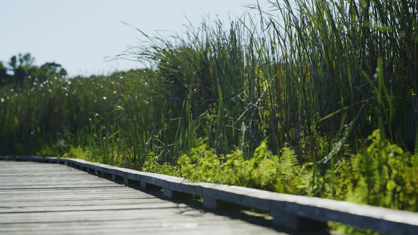 Tall Grass Through Boardwalk Over Marsh In Summertime. Close-up Shot