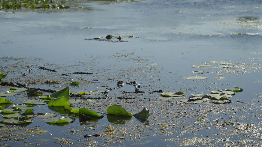 Swampy Lakes At Algonquin Provincial Park In Ontario Canada. Static Shot