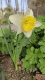 narcissus flowers grow from the ground in spring on a flower bed, Vertical video
