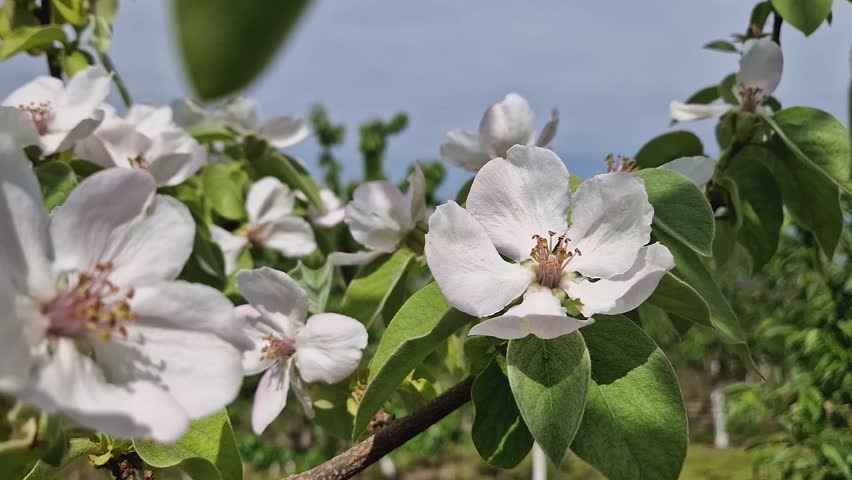 Closeup blooming quince tree buds with sift pink flowers and fresh green leaves swaying in the spring wind
 Royalty-Free Stock Footage #3482640639