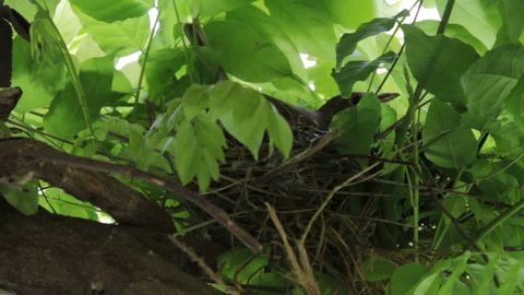 Thrush bird rests on nest in tree branch

