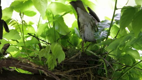 Thrush bird builds a nest on a tree branch

