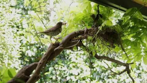 Thrush bird returns with stick to build nest in tree branch
