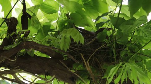 Thrush bird on nest in tree branch
