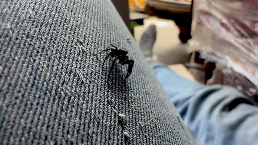 A balck tiny spider and jeans. Wildlife. 4k