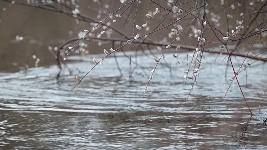 Blooming willow branches with pussy buds over the river. Spring willow bloom, flooded river, nature waking up from the winter