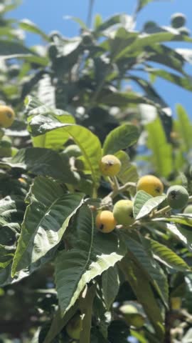 Loquat fruits ripening on the tree in blue sky.