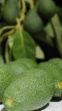 Vertical video. A shadow of a hand reaching and picking up scattered avocados on the table, with tree branches in the background.