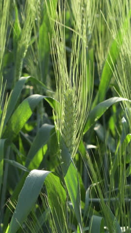 Ear of barley or rye at sunset